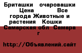 Бриташки - очаровашки.  › Цена ­ 3 000 - Все города Животные и растения » Кошки   . Самарская обл.,Самара г.